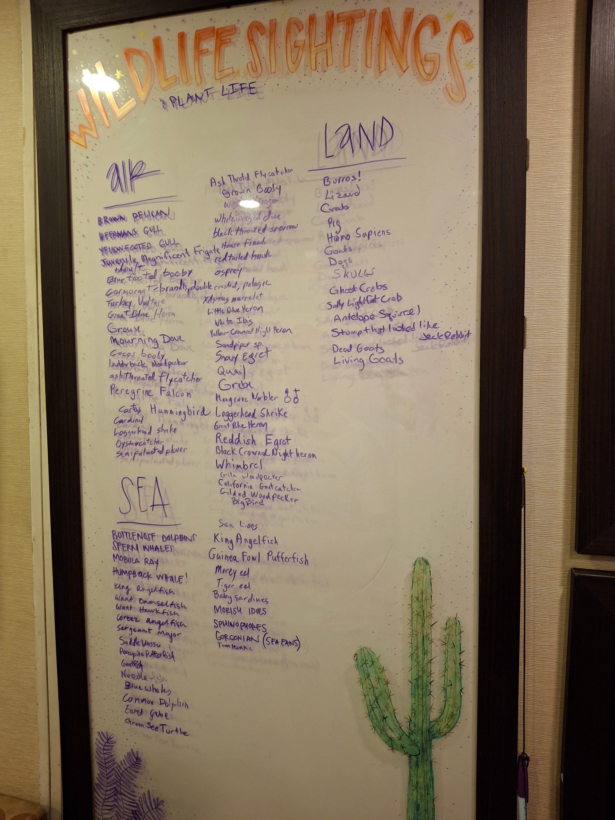 The cruise Wildlife Whiteboard