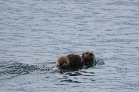 Momma sea otters and babies