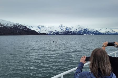 Spotting the male Orca