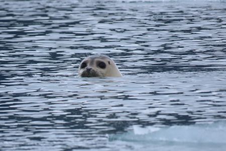 Harbor Seal by Lamplugh glacier