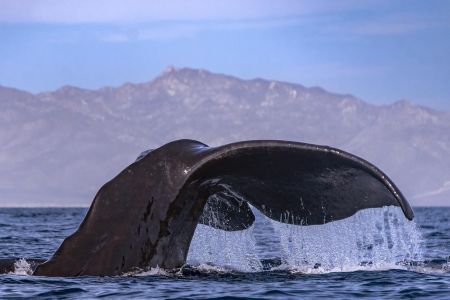 day-01-sperm-whale-fluke.jpg
