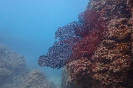 day-01-snorkeling-class-07.jpg