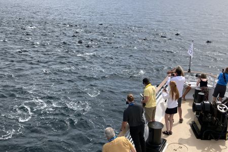 day-03-dolphins-01.jpg