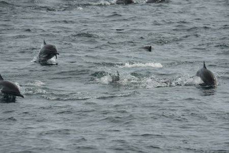 day-03-dolphins-02.jpg