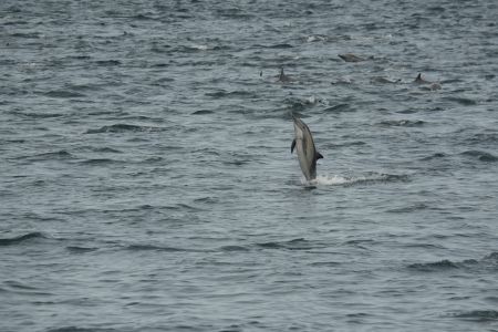 day-03-dolphins-04.jpg