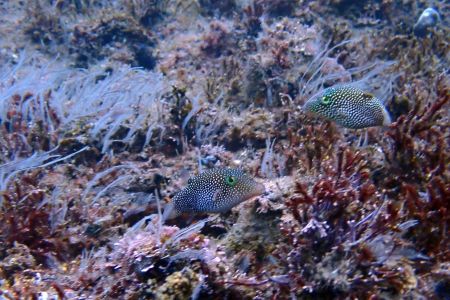 day-03-snorkel-02.jpg