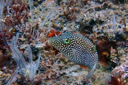 day-03-snorkel-03.jpg