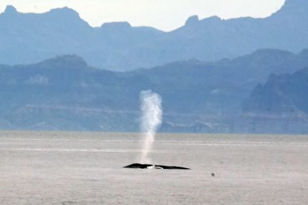 day-03-whales-02.jpg